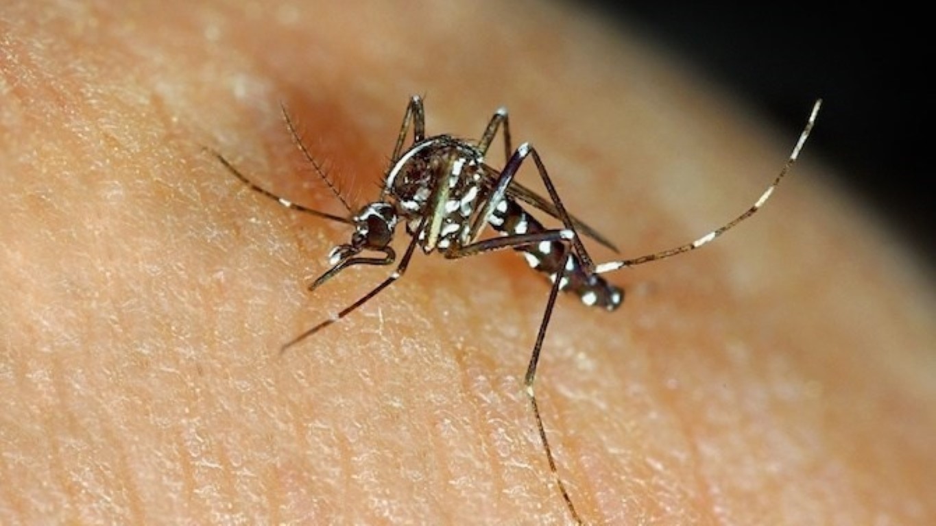 2025/July 2025/Aedes-albopictus (Medium).jpg